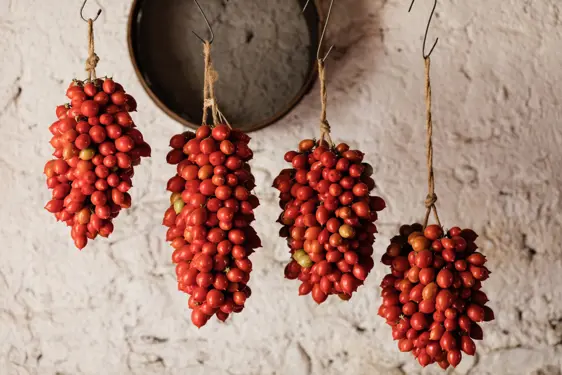 Piennolo The Hanging Tomatoes Of Vesuvius 01