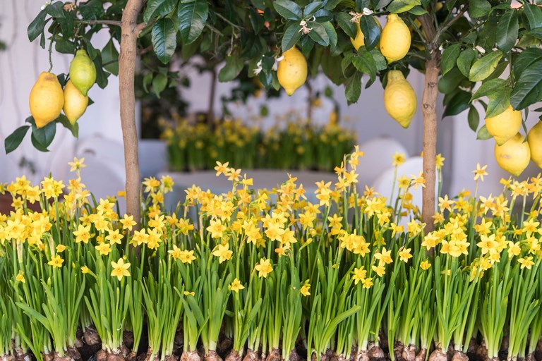 Daffodilslemons